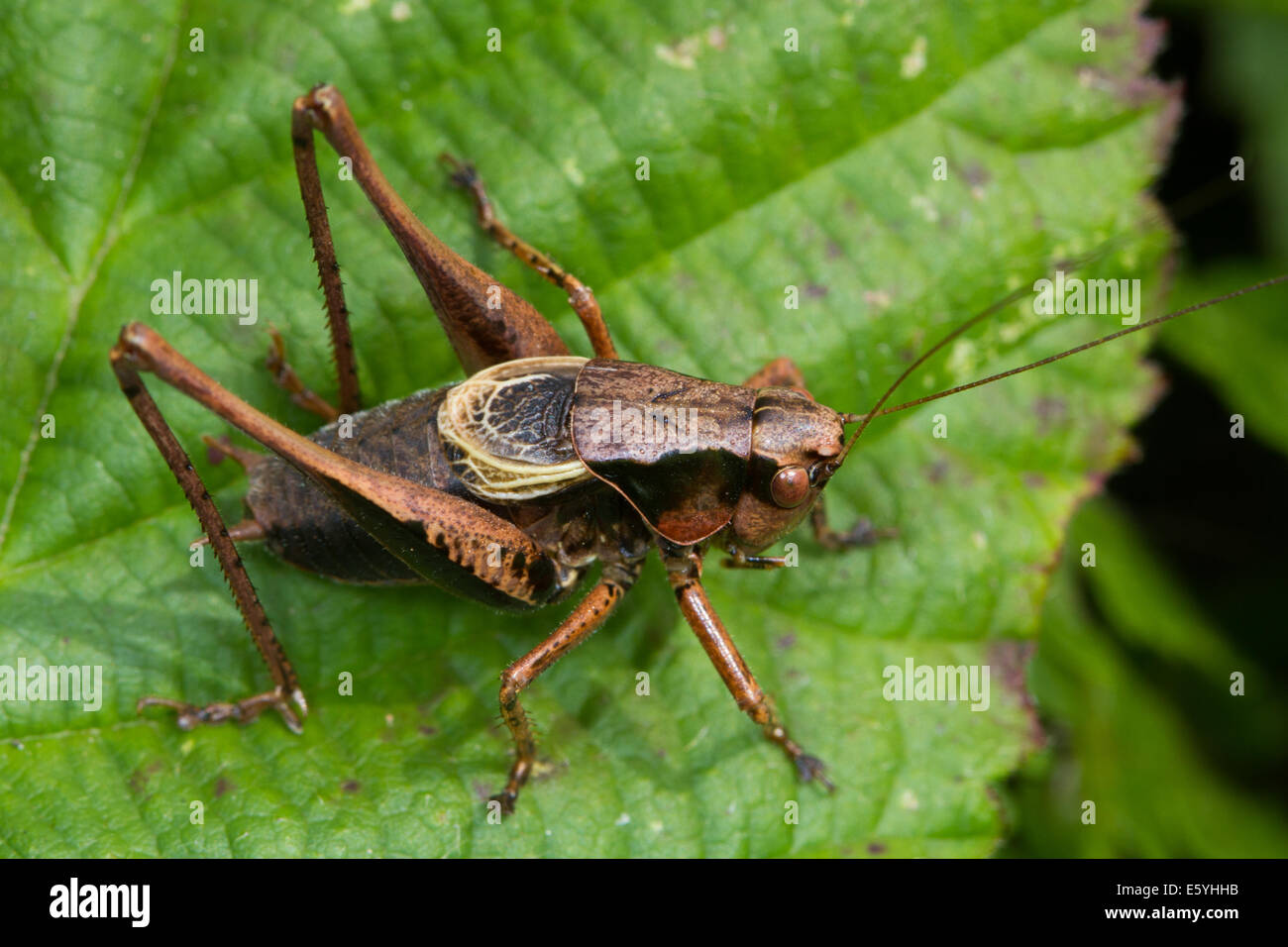 Maschio boccola scuro-cricket (Pholidoptera griseoaptera) Foto Stock