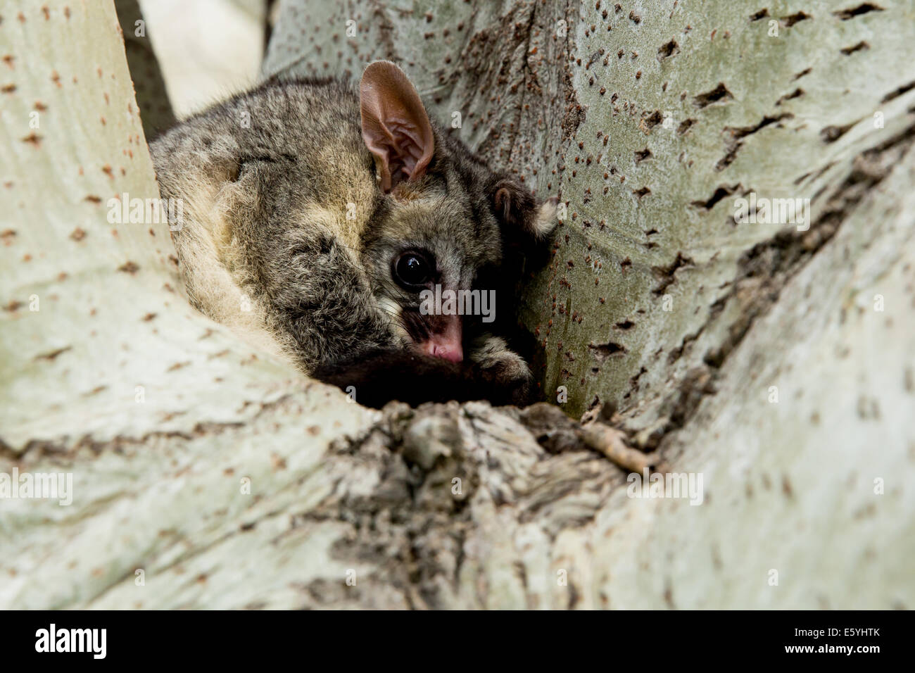 Possum in albero in Sud Australia Foto Stock