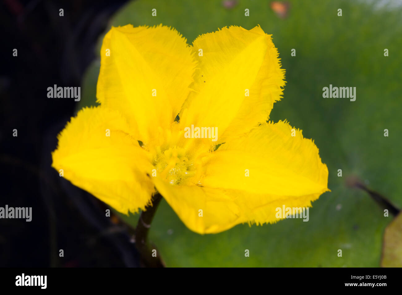 Orlata di acqua-LILY (Nymphoides peltata) Foto Stock