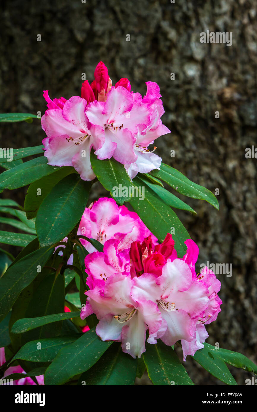 Primo piano dei fiori di rododendro in Hendricks Park, rododendro giardini in Eugene, Oregon, Stati Uniti d'America. Foto Stock