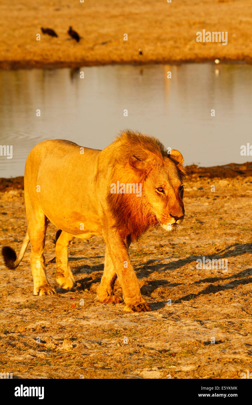 Lion pride in appoggio e pulizia fino intorno al fiume dopo un successo di notti di caccia, giovane maschio in arrivo per il suo primo Foto Stock