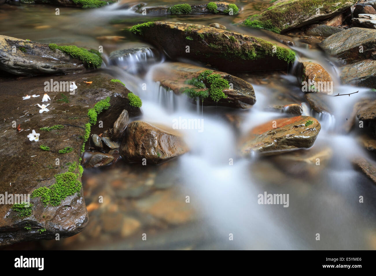 Creek lungo le cave di allume Trail, Parco Nazionale di Great Smoky Mountains Foto Stock