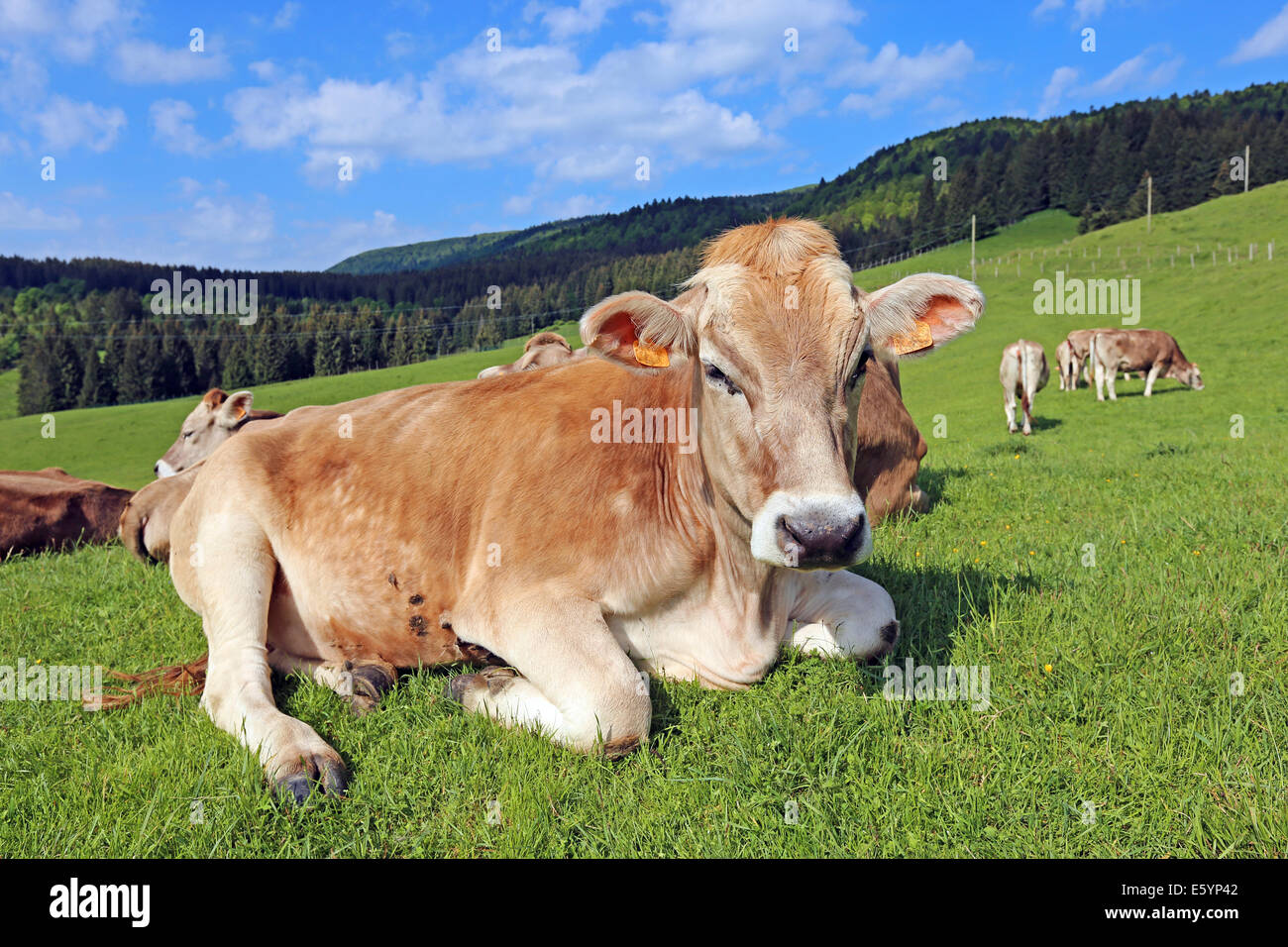 Mucche pascolare. Mucche a riposo. Pascoli dei Prealpi veneziani. Italia. Europa. Foto Stock