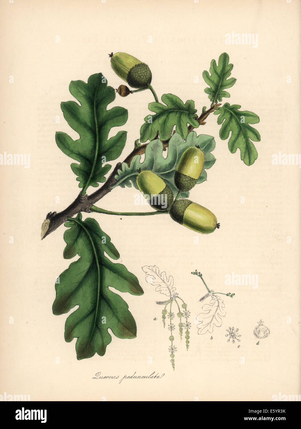 Inglese quercia, Quercus robur, con fiori, foglie e acorn. Foto Stock