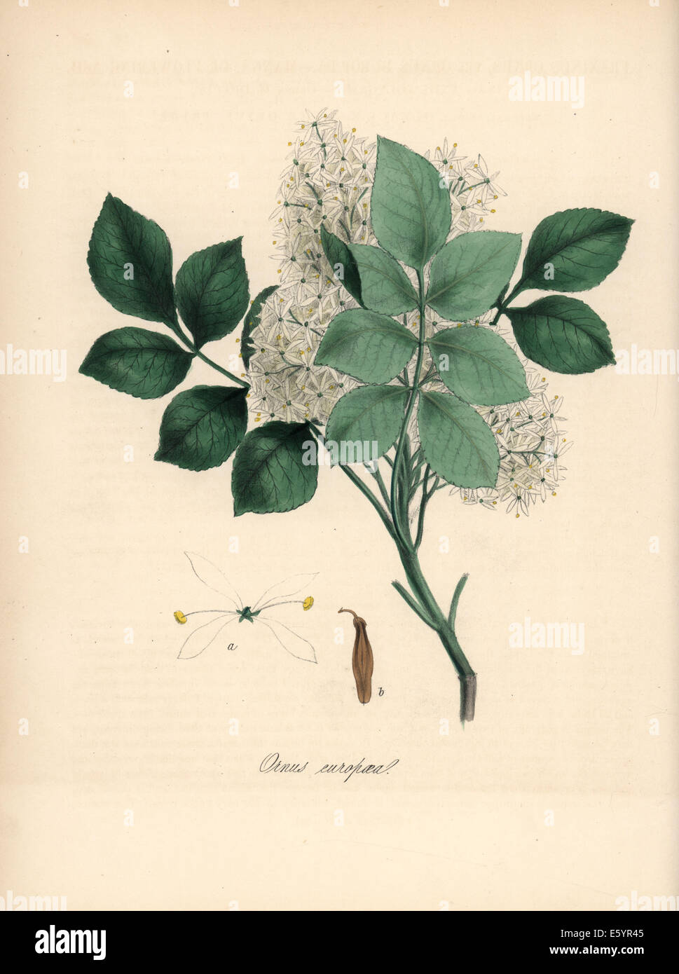 Orniello Fraxinus ornus, con il ramo, foglia, fiore e sementi. Foto Stock