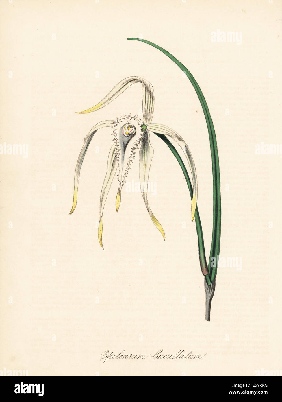 Brassavola cucullata orchid. Foto Stock