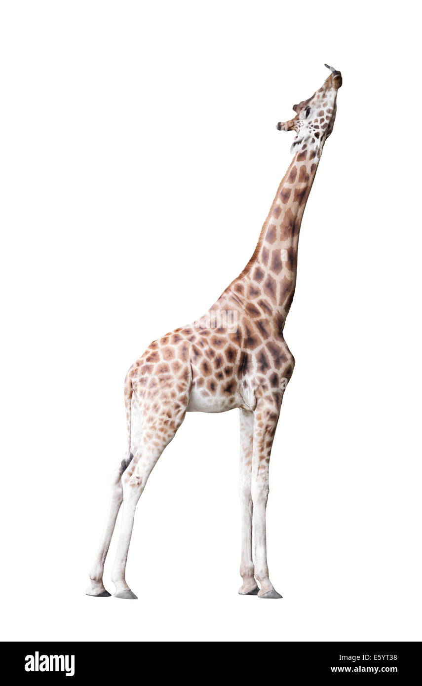 La giraffa isolati su sfondo bianco Foto Stock