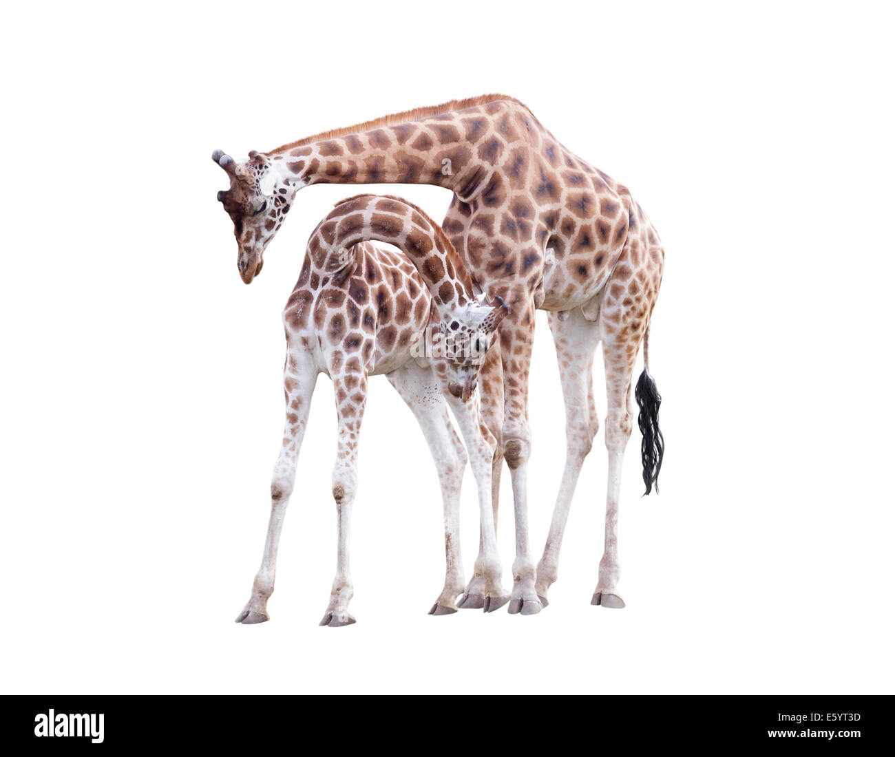 Due piedi giraffe isolati su sfondo bianco Foto Stock