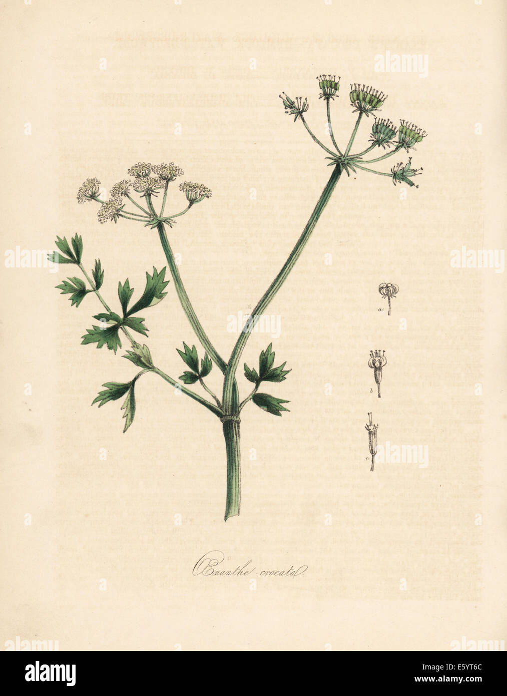 Acqua dropwort, Oenanthe crocata. Foto Stock