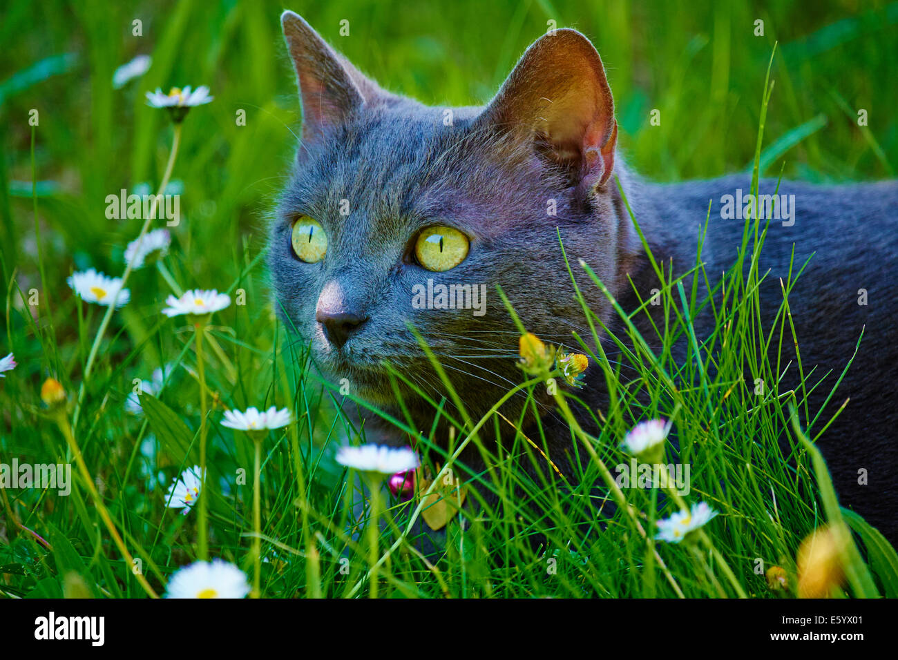 Francia, Dordogne, Mujra, il gatto domestico Foto Stock