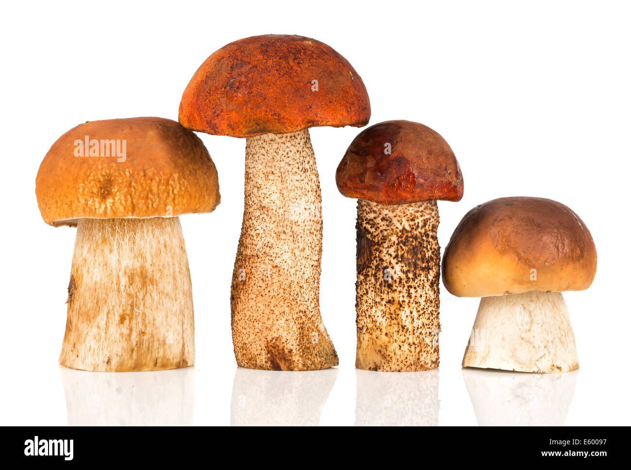 Arancio-cap funghi porcini e funghi porcini su sfondo bianco Foto Stock