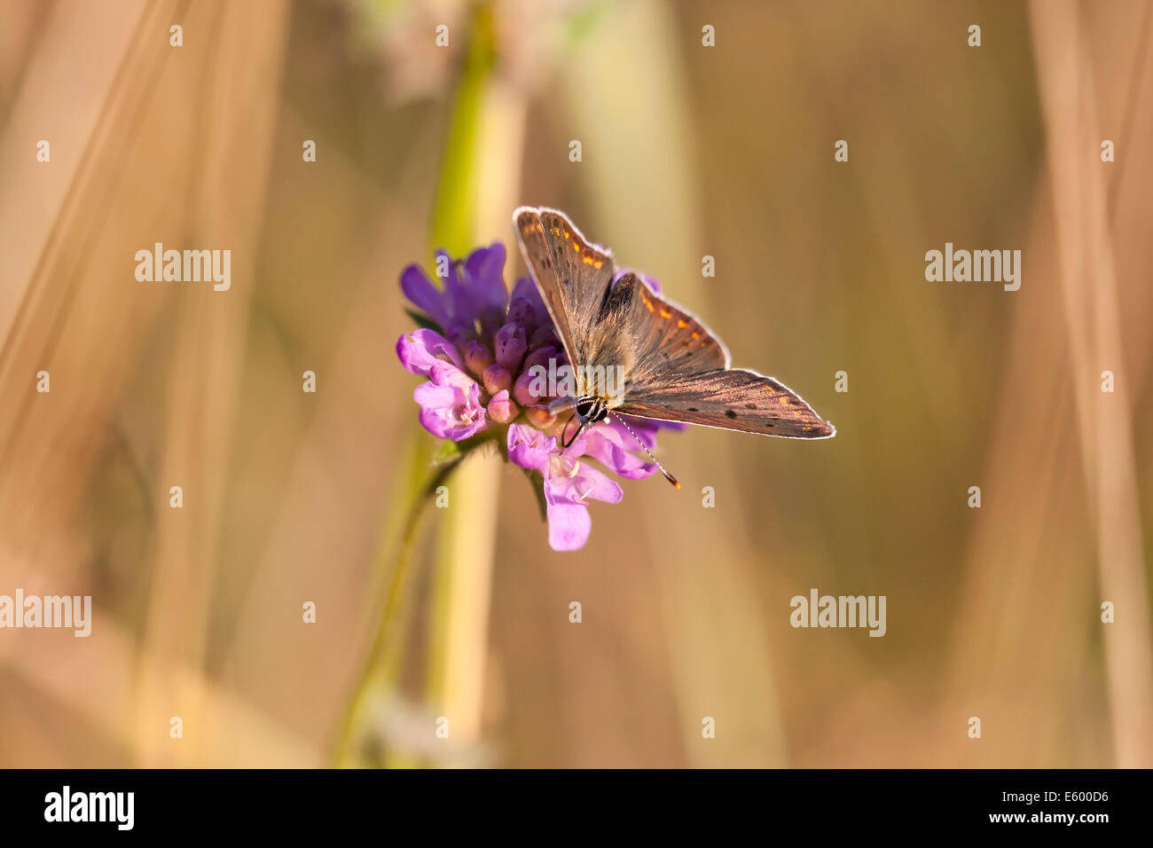 Farfalla con marroncino scuro ali con un modello di spot rotondo a sedersi su un fiore blossom Foto Stock