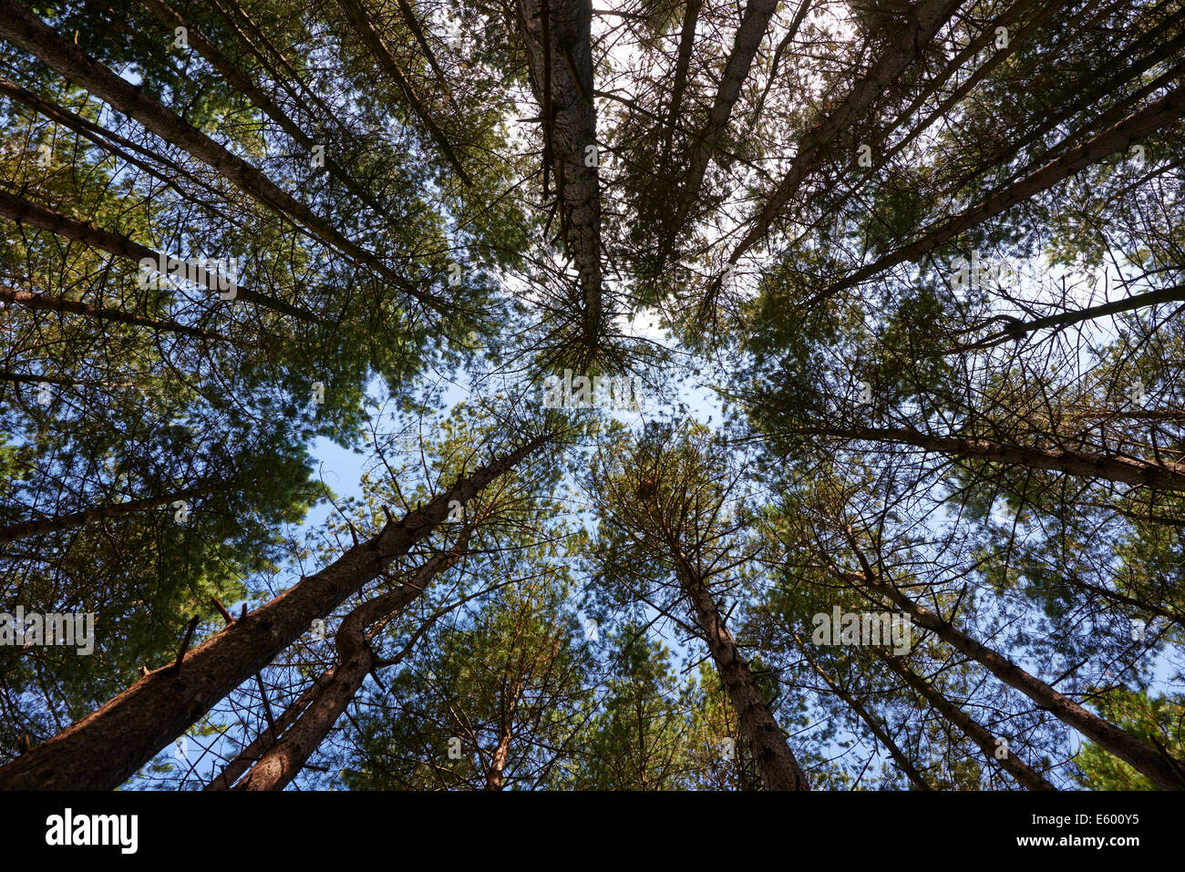 Guardando verso l'alto dal suolo della foresta per le cime degli alberi di una foresta Foto Stock