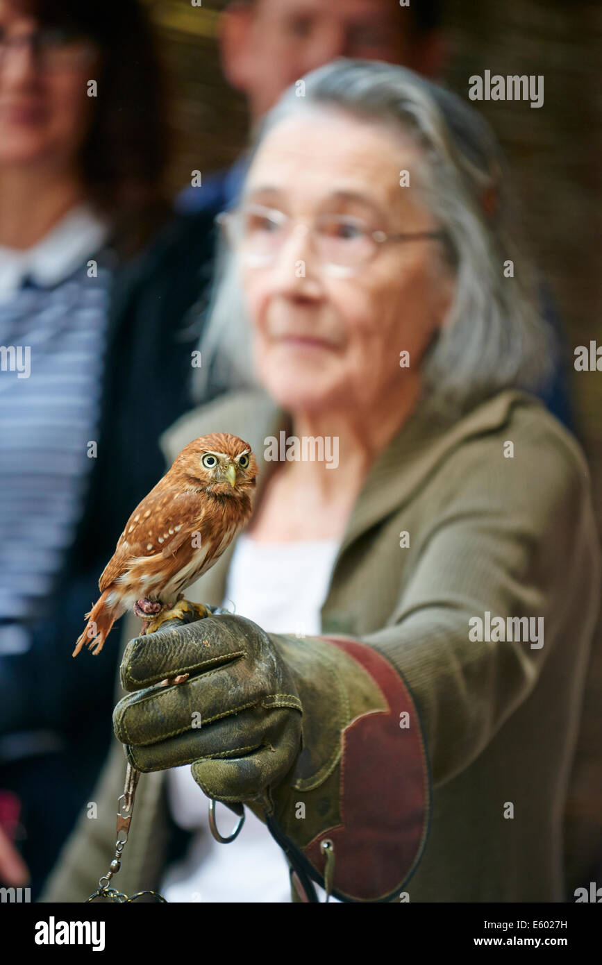 Donna anziana tenendo un America Centrale il gufo pigmeo su un esperienza di falconeria Center Parcs Foresta di Sherwood REGNO UNITO Foto Stock