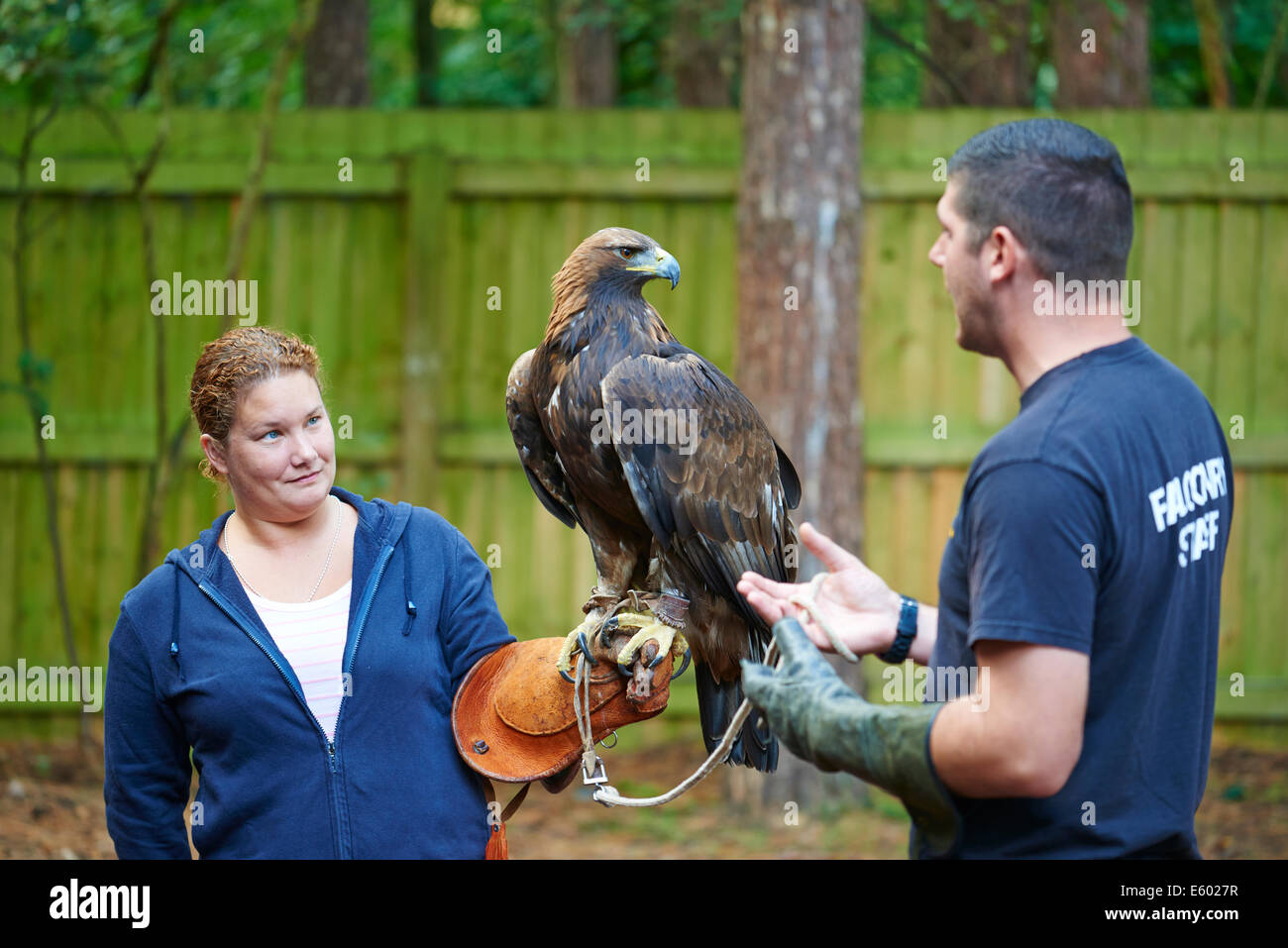 Donna che mantiene un aquila reale a un esperienza di falconeria Center Parcs Foresta di Sherwood NOTTINGHAMSHIRE REGNO UNITO Foto Stock