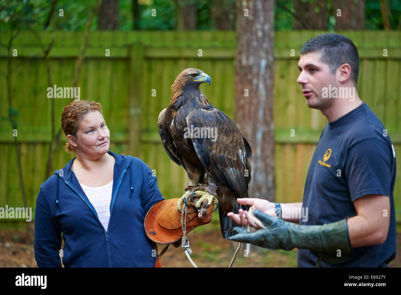 Donna che mantiene un aquila reale a un esperienza di falconeria Center Parcs Foresta di Sherwood NOTTINGHAMSHIRE REGNO UNITO Foto Stock