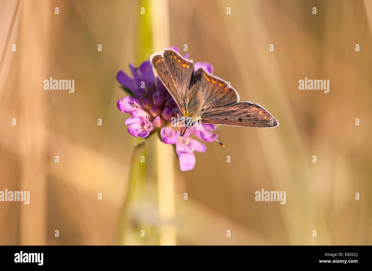 Farfalla con marroncino scuro ali con un modello di spot rotondo a sedersi su un fiore blossom Foto Stock