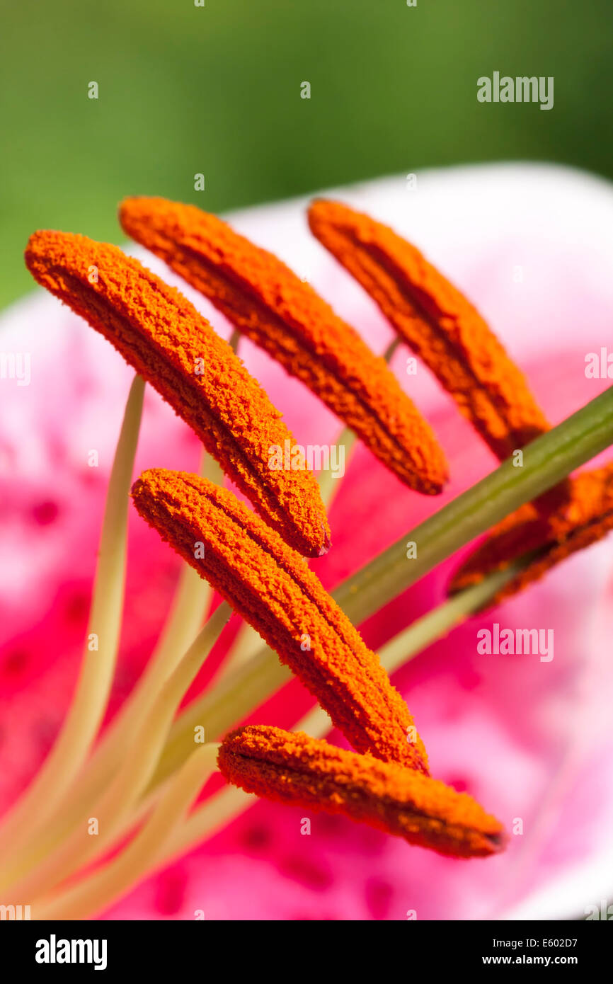 Close up di un fiore Amaryllis big stami o pistilli Foto Stock