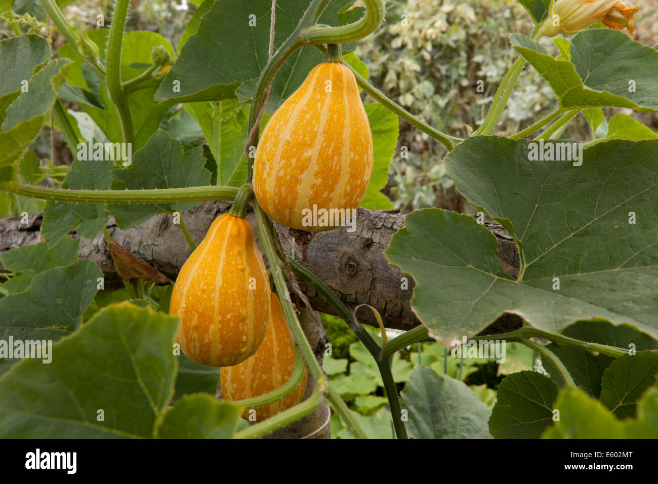 Zucche crescono su un impianto pensile - tre frutti visibili Foto Stock