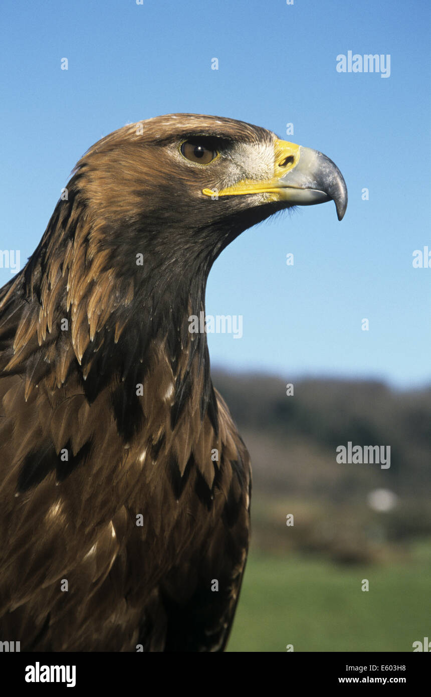 Aquila reale Aquila chrysaetos Foto Stock