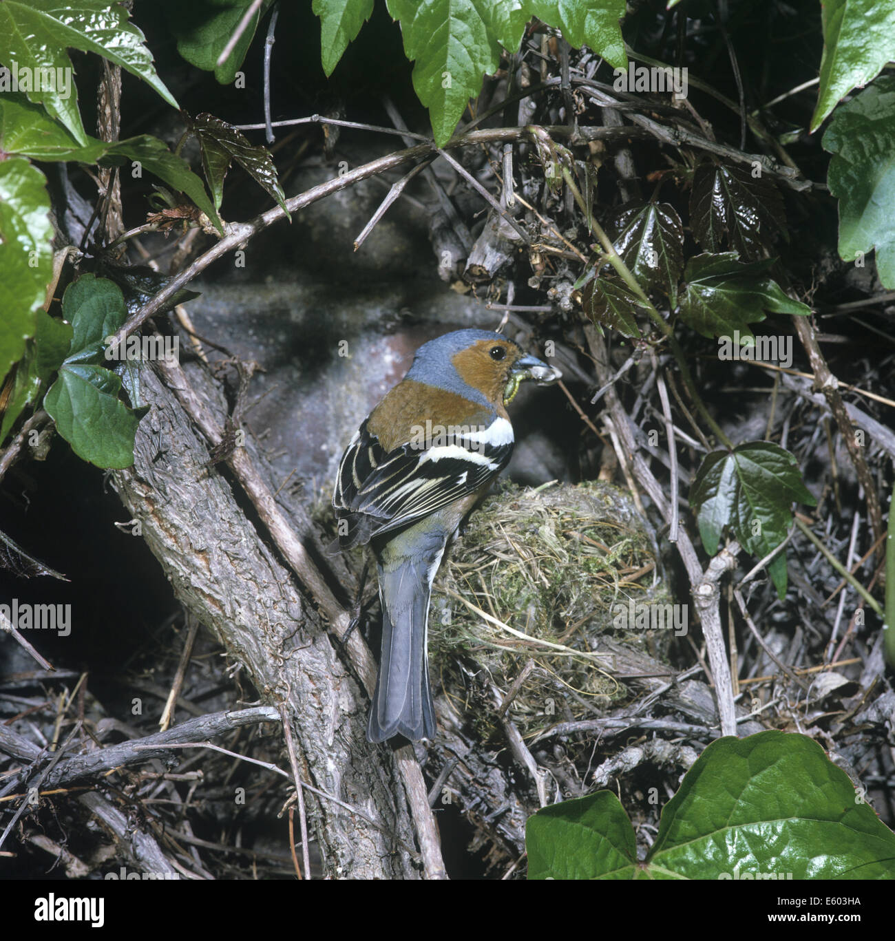 Fringuello Fringilla coelebs Foto Stock