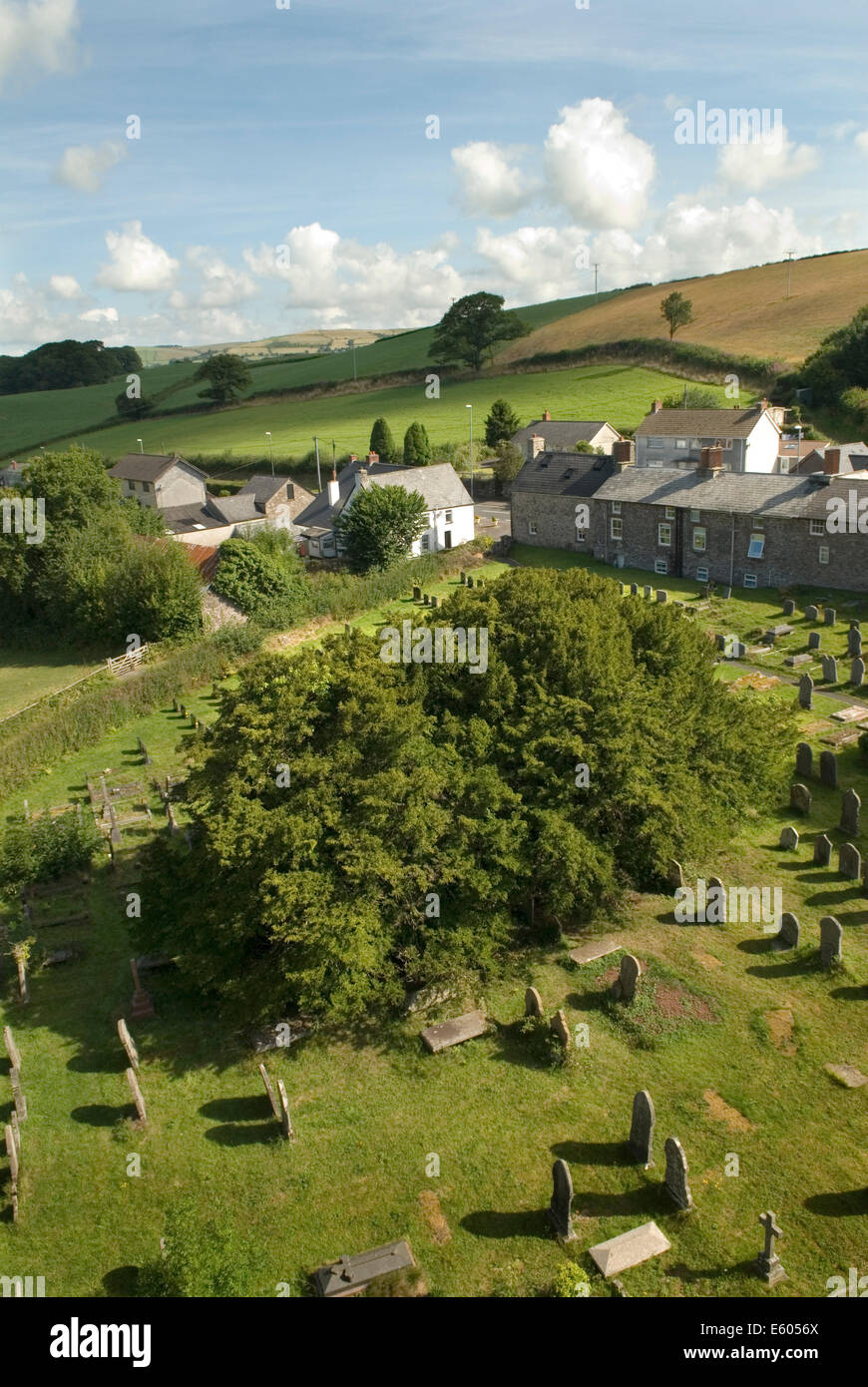 Defynnog Yew Tree, St Cynogs sagrato nr Sennybridge Powys Galles. 5.000 anni più vecchio albero albero vivo in UK HOMER SYKES Foto Stock