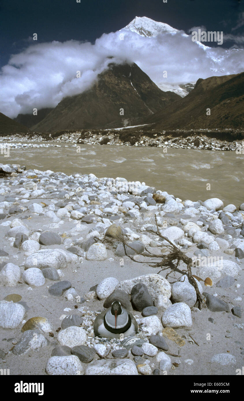 Ibisbill Nest - Ibidorhyncha struthersii Foto Stock
