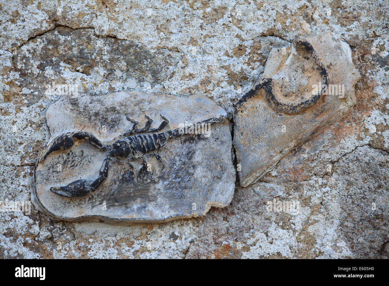 Scorpione - Segno dello zodiaco Foto Stock