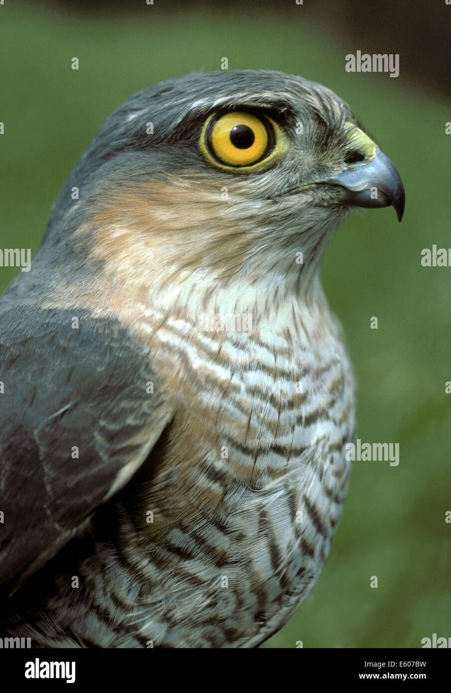Sparviero Accipiter nisus Foto Stock