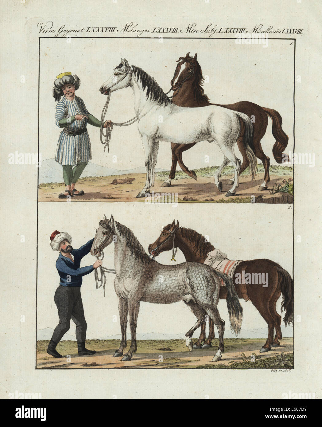Cavallo Arabo e Barb cavallo dal Nord Africa. Foto Stock