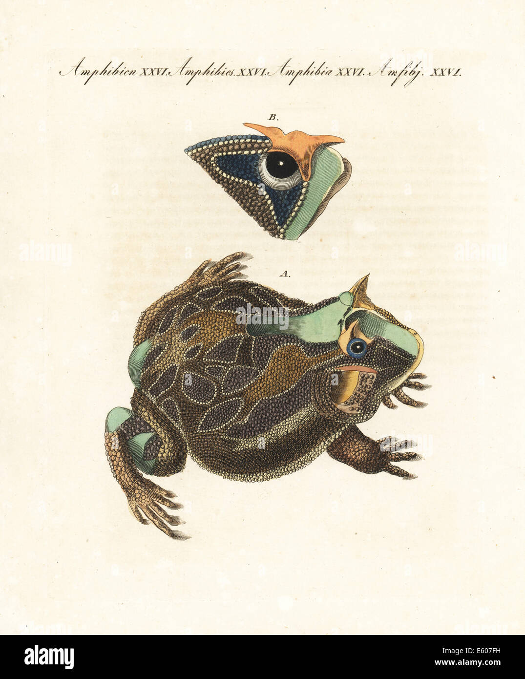 Argentina rana cornuta, Ceratophrys ornata. Foto Stock