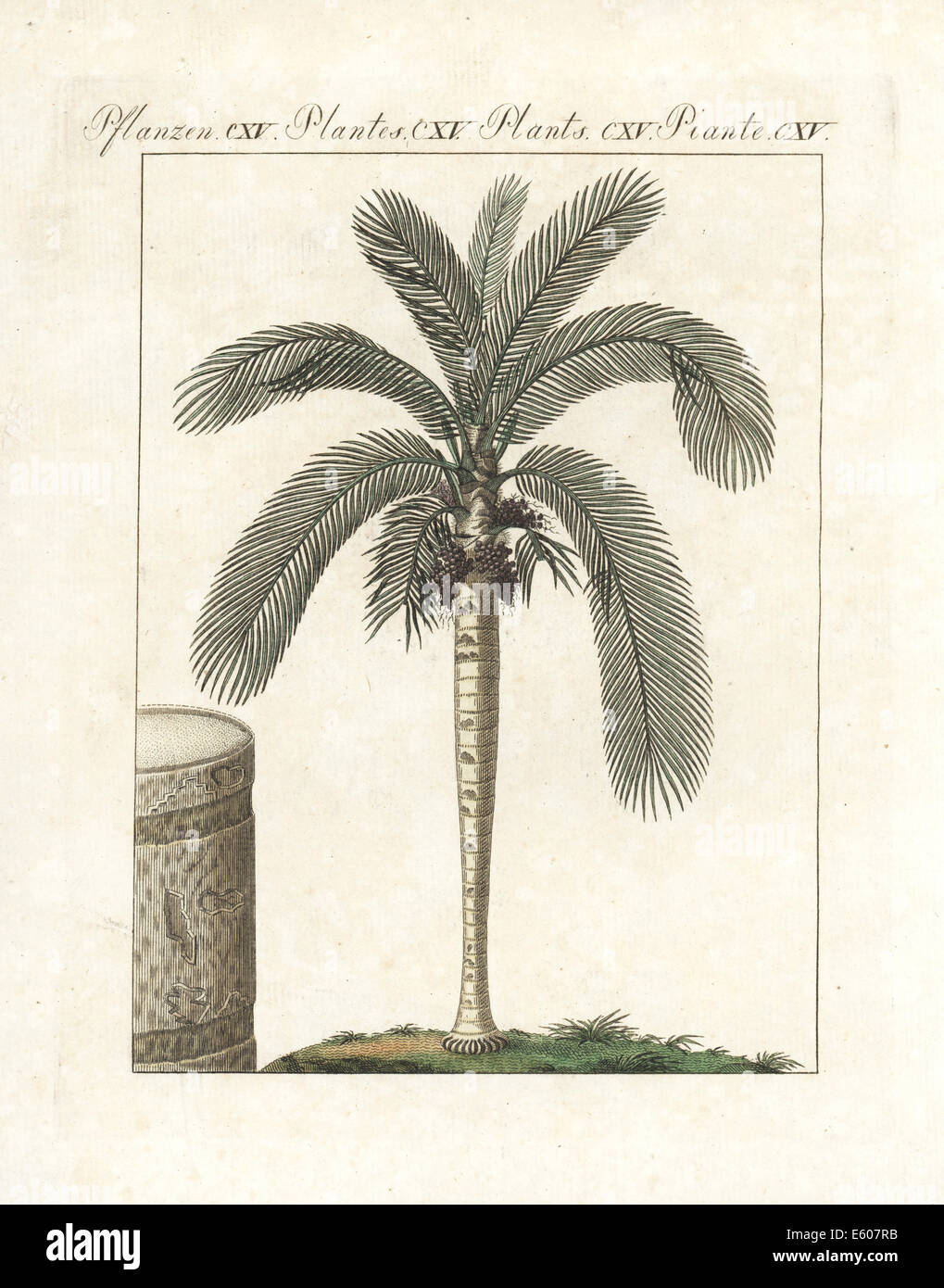 Cera palm, Ceroxylon alpinum, nativi delle Ande, in via di estinzione. Foto Stock