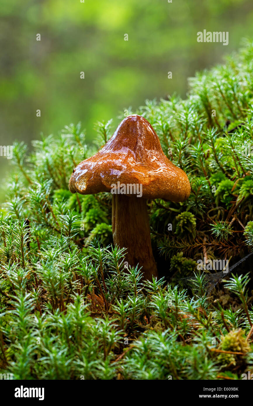 I funghi magici - webcap mortale (Cortinarius rubellus) Foto Stock