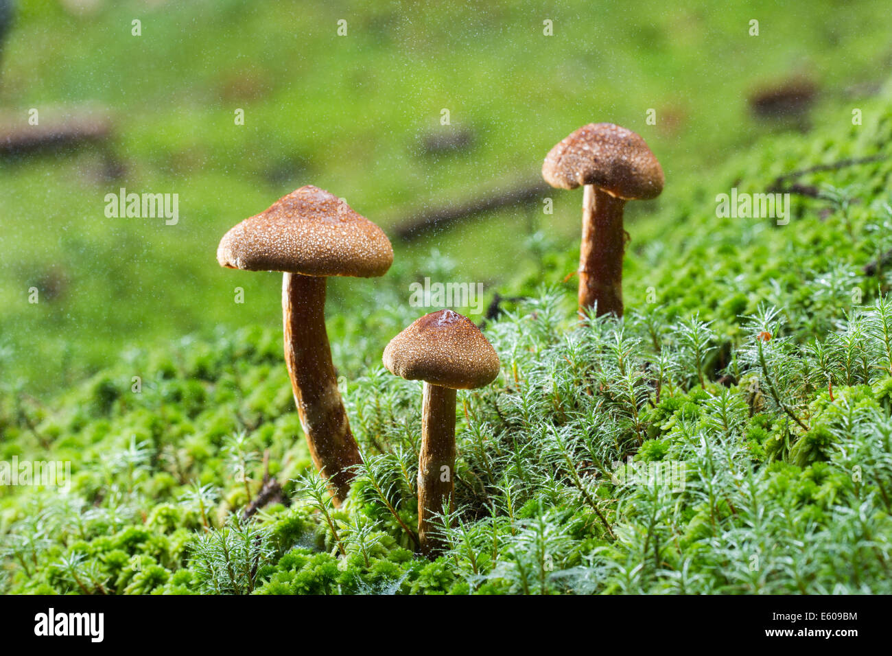 I funghi magici - webcap mortale (Cortinarius rubellus) Foto Stock