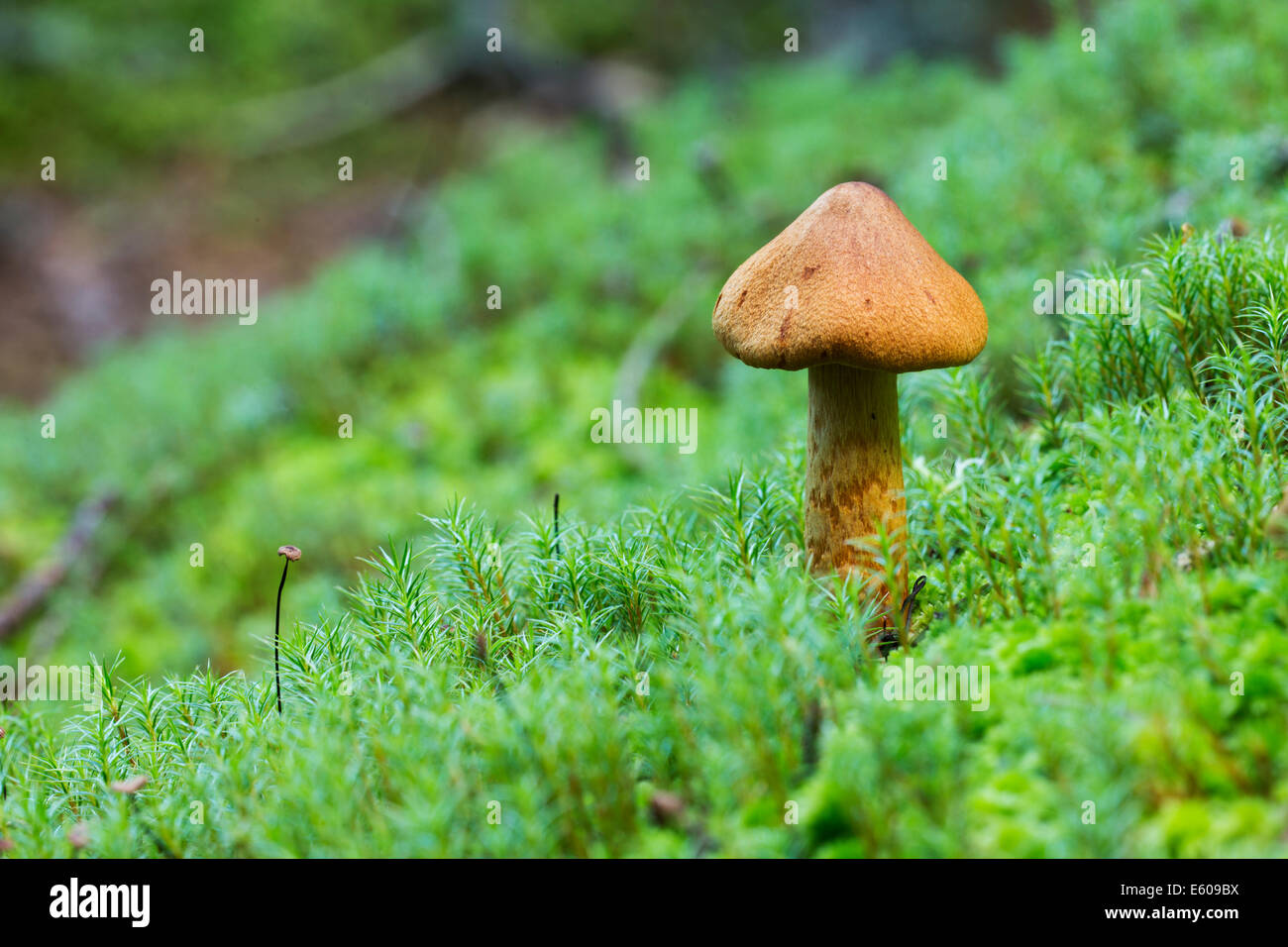 I funghi magici - webcap mortale (Cortinarius rubellus) Foto Stock