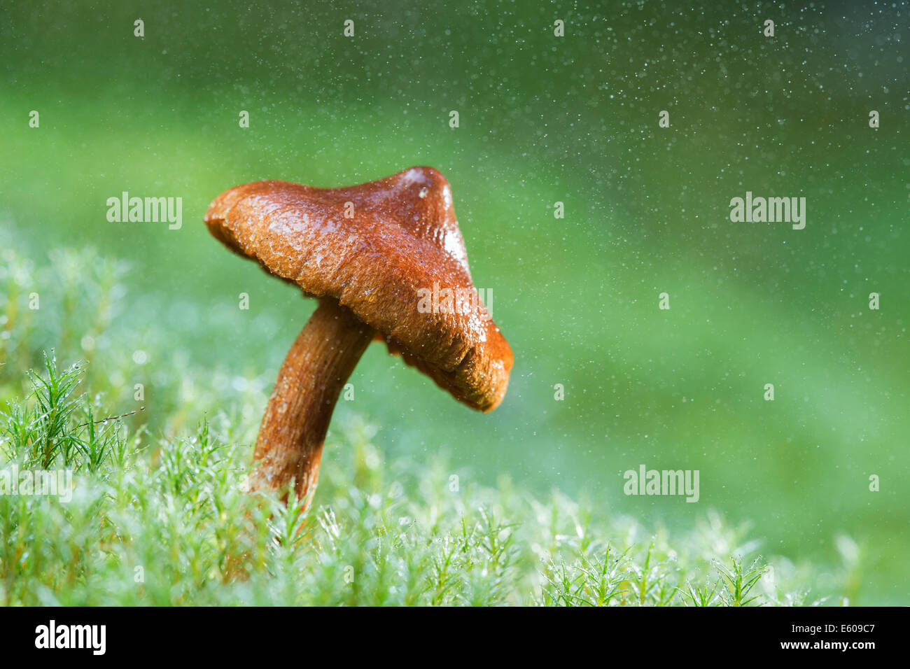 I funghi magici - webcap mortale (Cortinarius rubellus) Foto Stock