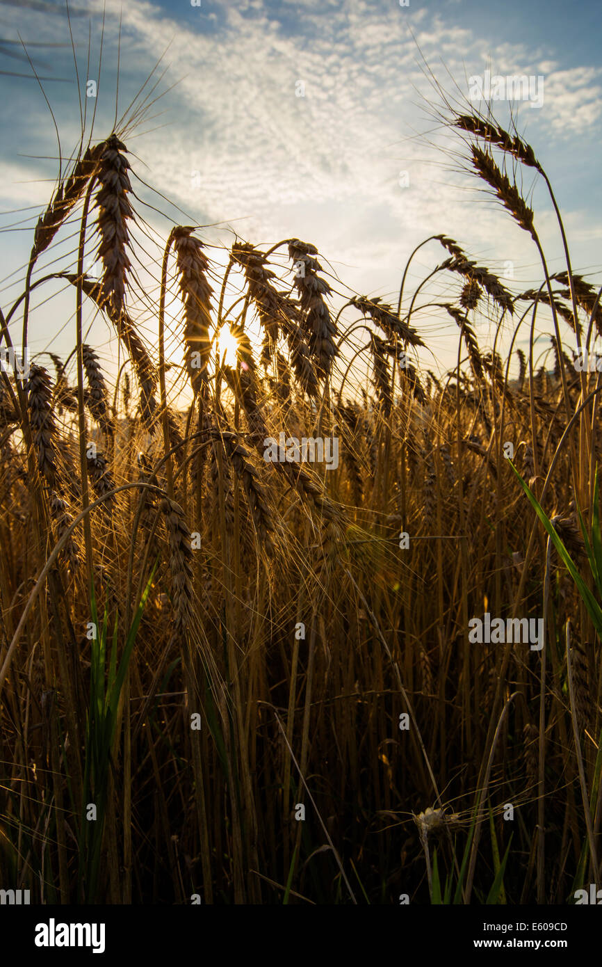 Golden campo di grano sul giorno di estate. Foto Stock