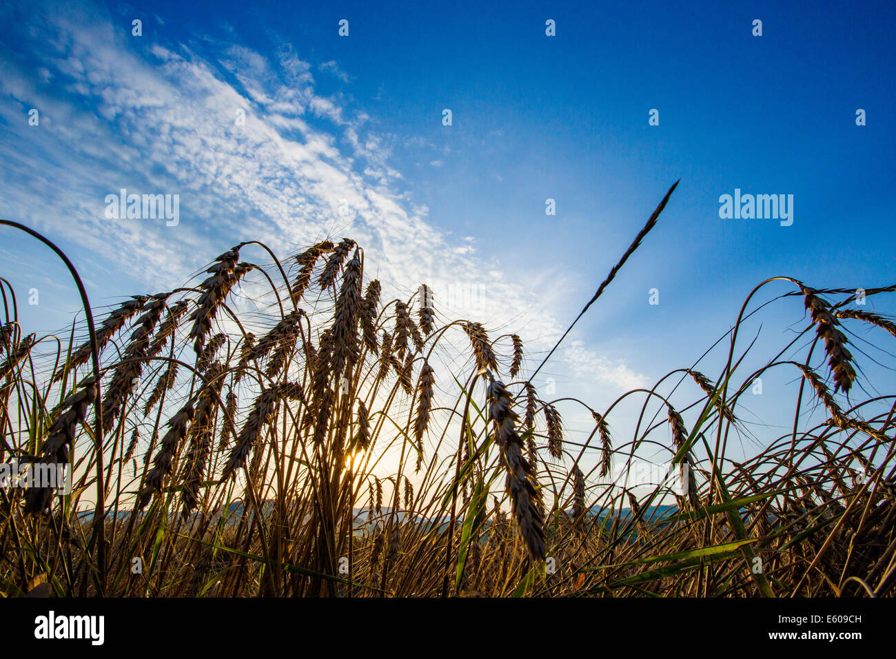 Golden campo di grano sul giorno di estate. Foto Stock