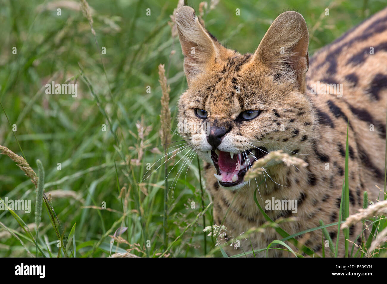 Serval Foto Stock