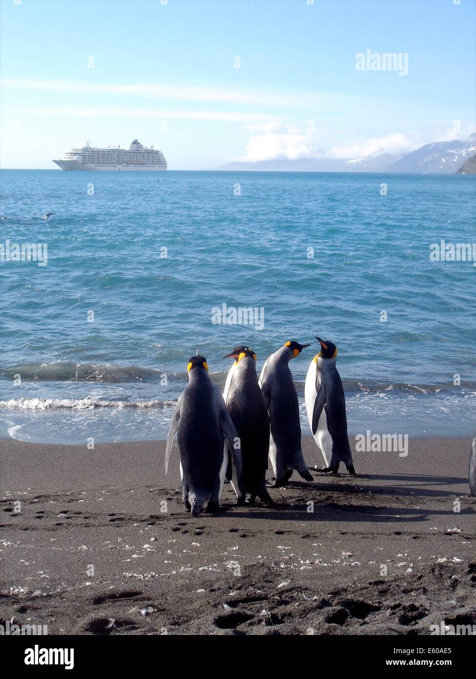 Un gruppo di pinguini re guardare fuori verso una nave da crociera, nella Georgia del Sud e Isole Antartide Foto Stock