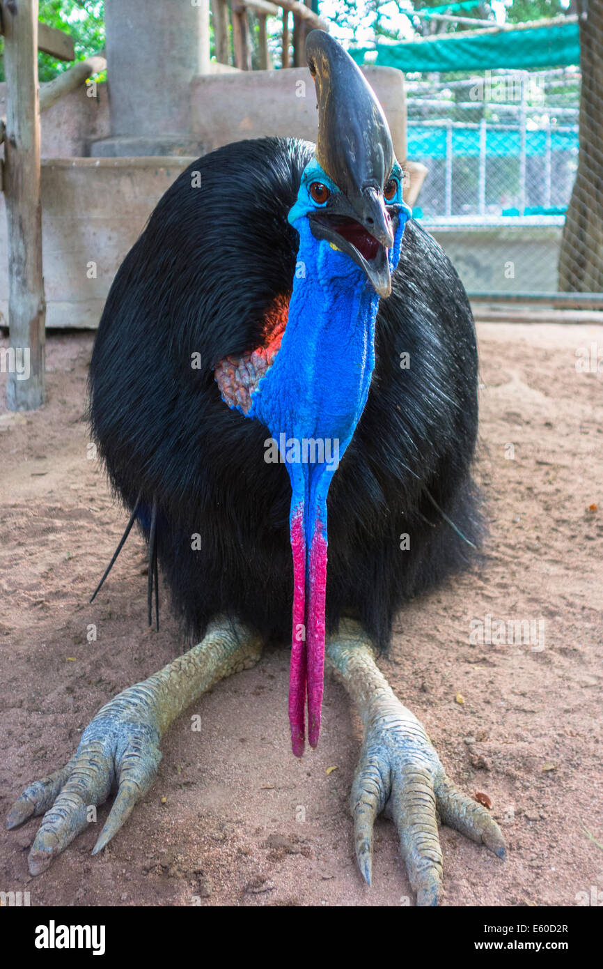 Casuario Two-Wattled. Foto Stock