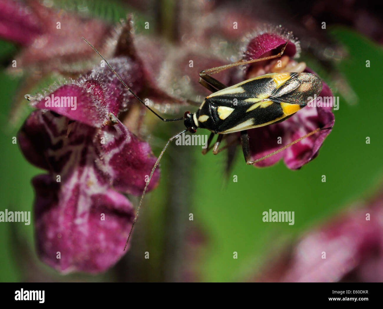 Un impianto di Bug - Grypocoris stysi sugli hedge Woundwort - Stachys sylvatica Foto Stock