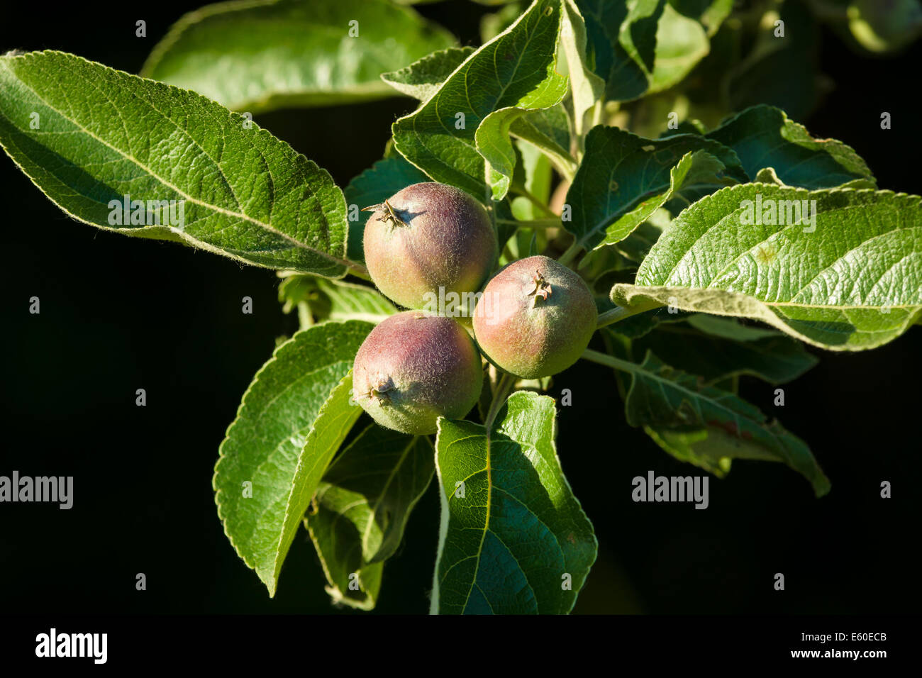 Ramo con mele immaturi. Futuro raccolto. Foto Stock