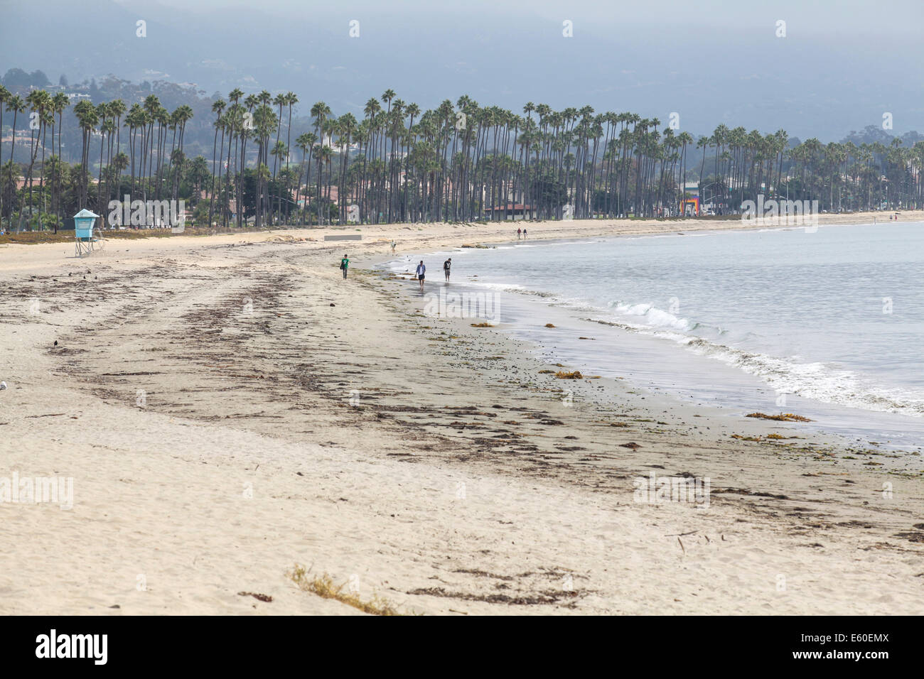 Gli Stati Uniti, California, Santa Barbara, California Fan palme sulla spiaggia Foto Stock