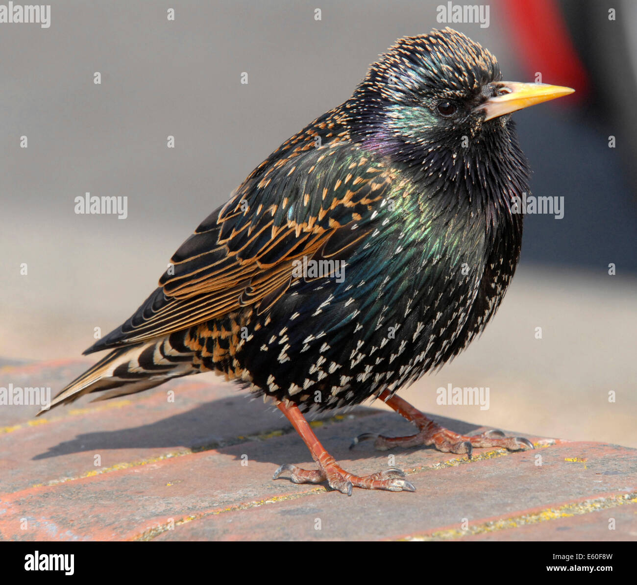 STARLING (Sturnus vulgaris vulgaris) ben amato UK bird ora in declino - si tratta di un adulto di sesso maschile. Dagli archivi di stampa Ritratto Service (ex premere ritratto Bureau) Foto Stock