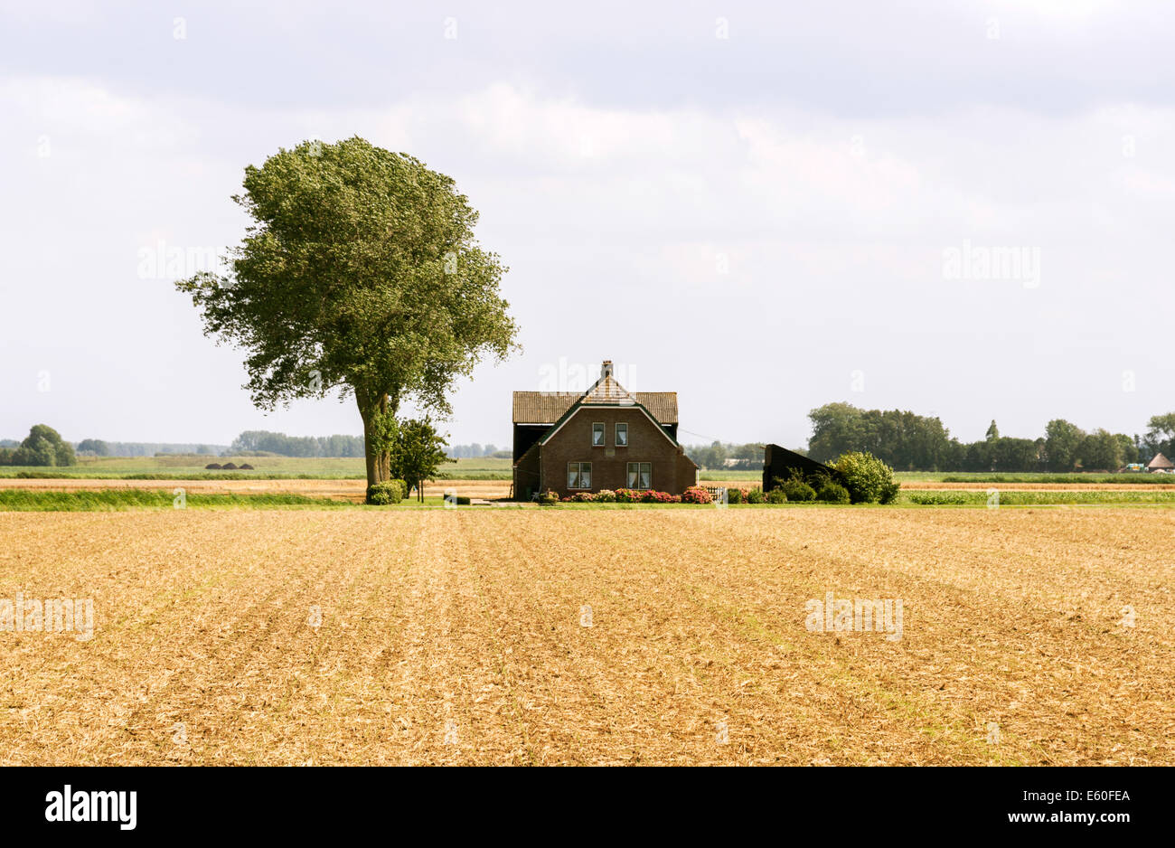 Agriturismo con singolo albero nel grano ampio campo in Olanda Foto Stock