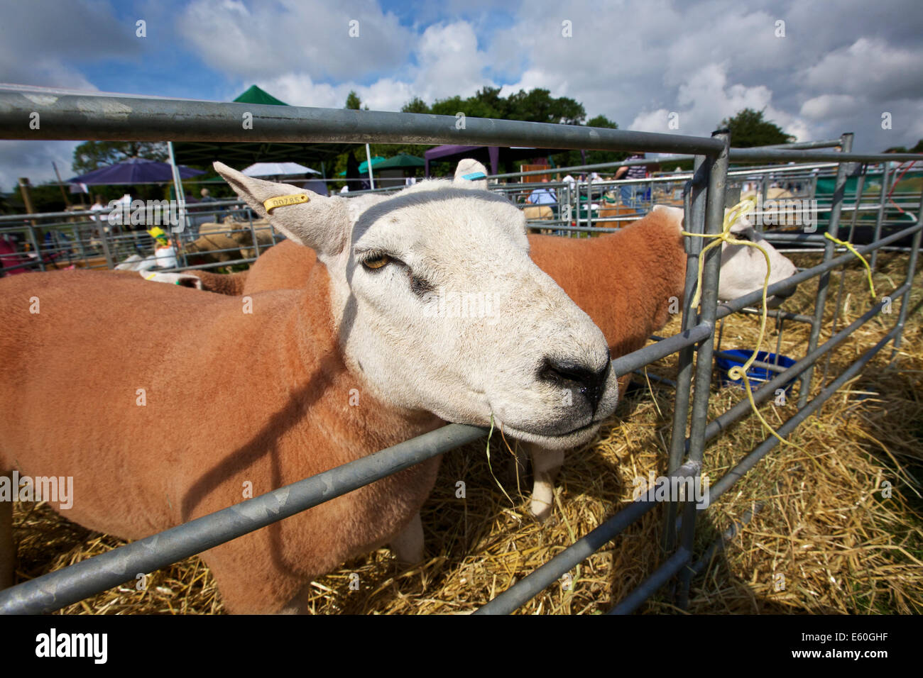 Mostra Burwarton Burwarton Shropshire West Midlands England Regno Unito Foto Stock