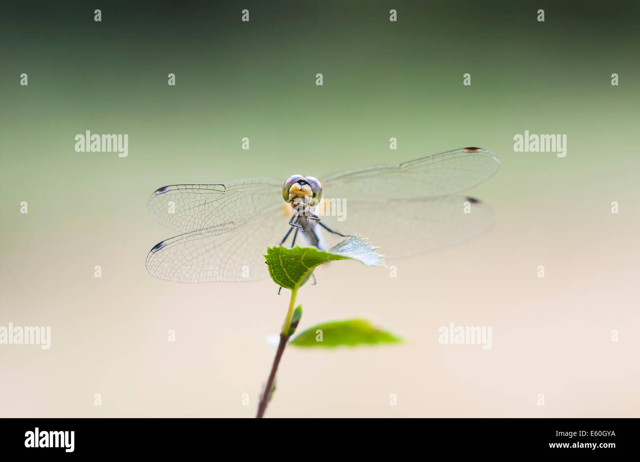 In prossimità di una libellula su un albero verde foglia Foto Stock
