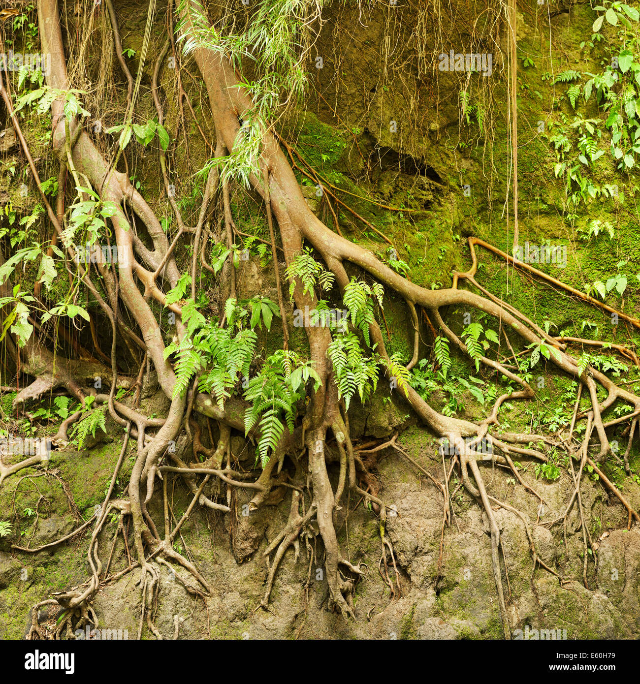 Le radici di un albero tropicale nel suolo erose dal sensore pioggia Foto Stock