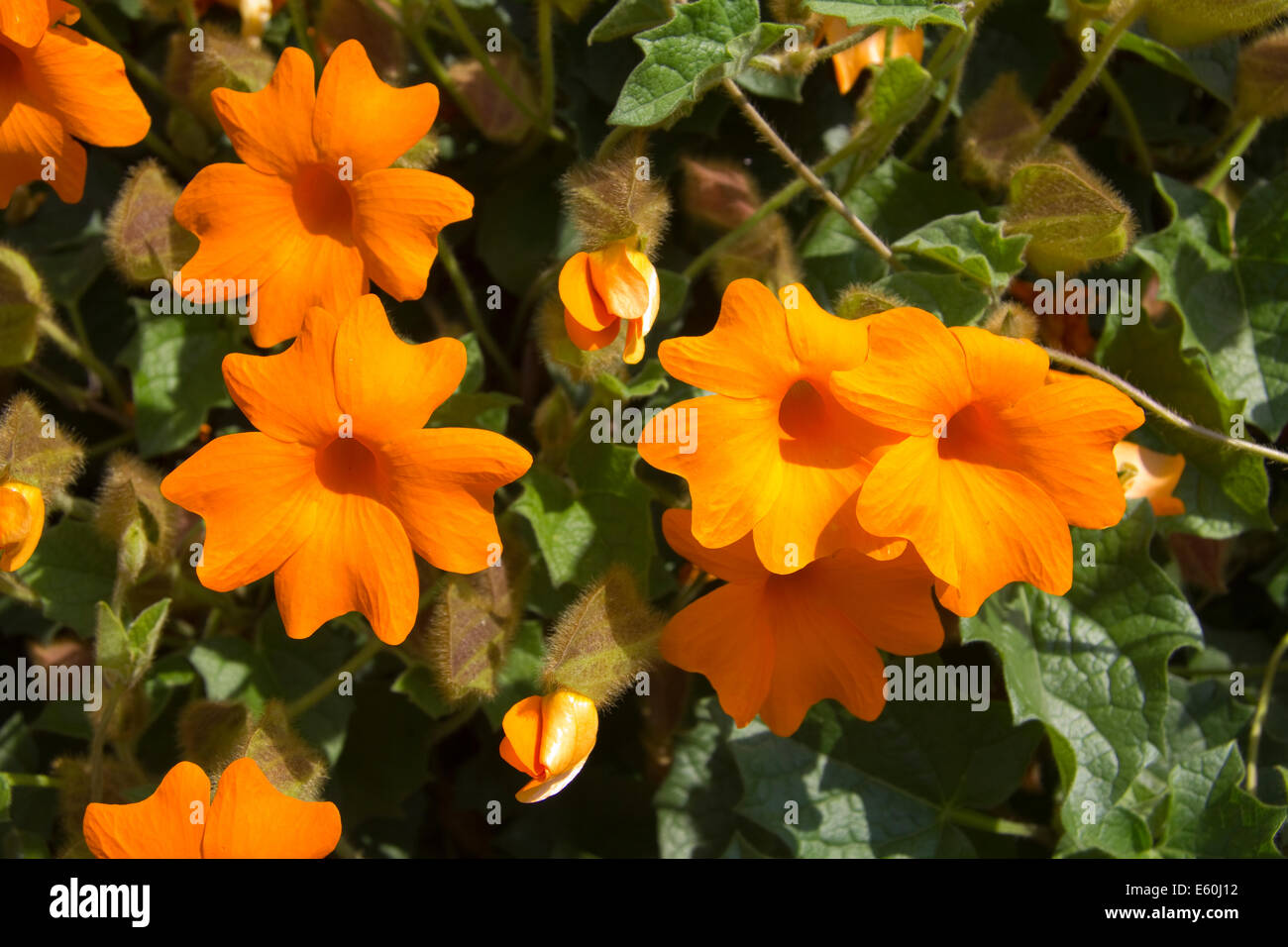 Fioritura di piante Thunbergia, Provenza, Francia Foto Stock